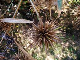 Image result for Oxytenanthera abyssinica