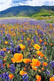 Pin Di Love Spells Marriage Spell C Su N A Paesaggi Fiori Selvatici Giardino Di Fiori