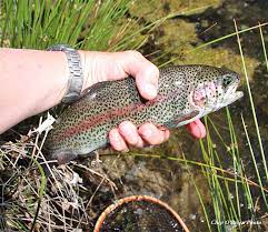 Hat Creek Northern California Guide Service