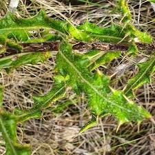 Image result for Berkheya spekeana