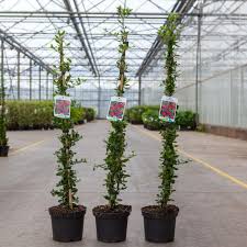Image result for Pyracantha coccinea red column