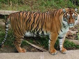 Tiger Hunting | Hunts Of The Past ...