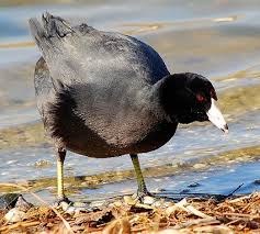 Bird With Black Head And White Body American Coot Round Body And Round Head Dark Gray Overall With Black Head Bright White Pointed Bill Not Rounded Lik Bird Life List Animals Backyard Birds
