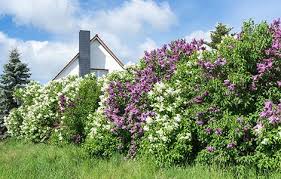 Les arbustes de haies, persistants ou caducs sont indispensables pour fleurir, délimiter et se protéger des regards au jardin. Haie Vegetale Parmi Ces 4 Types De Haies Laquelle Vous Correspond