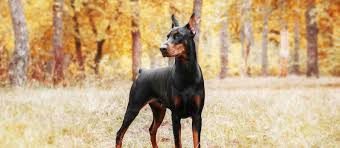 Aeolus dobermans are beautiful and elegant in appearance, proud in carriage and always reflect their great nobility. Kc Registered Doberman Puppies For Sale Off 76 Www Usushimd Com
