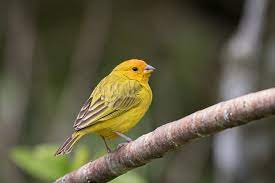 Estos cuatro minutos de canto de canario criollo le sirven mucho a tu canario si esta aprendiendo a cantar. Canto De Canario Criollo