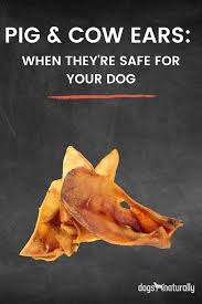 If you think there might be something wrong, it's better to be safe than sorry. Pig And Cow Ears When They Re Safe For Dogs Cow Ears Pig Raw Dog Food Recipes