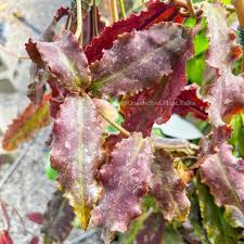 Image result for Quassia undulata