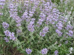 They can be annual, biennial, or perennial herbs, and woody subshrubs. Salvia Celestial Blue In 50mm Forestry Tube Trigg Plants