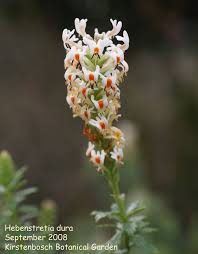 Image result for Hebenstretia
