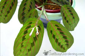 If someone eats a poisonous plant, call poison control for advice. 15 Pet Friendly Indoor Houseplants Safe For Cats And Dogs