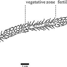 Image result for Aframmi longiradiatum