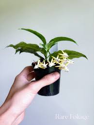 Image result for hoya multiflora