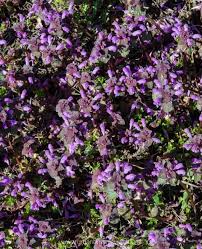 Purple dead nettle isn't native to the states; 30 Attractive Small Purple Perennial Flowers For Your Garden