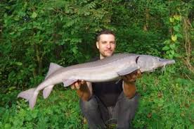 Best pic i could get of my personal best sturgeon (around 7ft) a couple days ago. Sturgeon Fishing On The Rainy River River Bend Resort