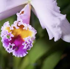 We did not find results for: Flower Haiku With A Twist Petals Fall Wayside Revealing An By Fierce Force Haiku Hub Medium