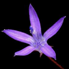 Image result for Wahlenbergia napiformis