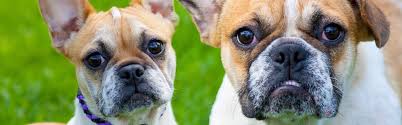 We foster french bulldogs throughout. Home East Midlands Dog Rescue