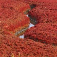 Image result for Suaeda