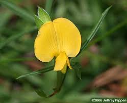 Image result for Zornia setosa