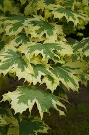 Image result for Vepris drummondii