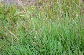Image result for Agrostis continuata