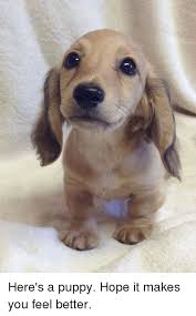 Trending images, videos and gifs related to feel i hope some of you out there that are having a bad see this, and you kinda smile a little bit. Here S A Puppy Hope It Makes You Feel Better Dank Meme On Awwmemes Com