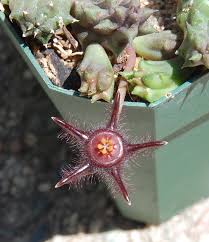 Image result for Duvalia