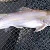 Ironinya, spesies ini memang antara spesies yang misteri malah di perak, terdapat mitos mengatakan yang sesetengah keturunan tidak boleh memakan atau membunuh ikan tapah ini. Https Encrypted Tbn0 Gstatic Com Images Q Tbn And9gcq Jfgdkp6zz0pxv5tmyqvdpqugfn3okhltersl1j3lj8hkk7sd Usqp Cau