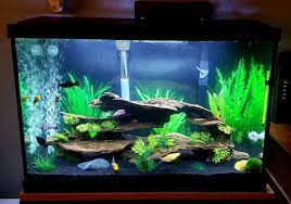 20 Gallons Freshwater Fish Tank Mostly Fish And Non Living Decorations Mollie 20g Tank Fresh Water Fish Tank Fish Tank Themes Cool Fish Tanks