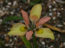 Image result for Moraea natalensis
