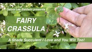 Enthusiasts love their geometric forms and exquisite, often intricate patterns and details. Grow Shade Loving Fairy Crassula A Succulent Ground Cover You Ll Love Youtube