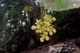 Image result for Campylospermum