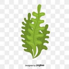 This high quality transparent png images is totally free on pngkit. Herbe Varech Algues Corail Clipart D Algues Mer De Corail Les Recifs Coralliens Png Et Vecteur Pour Telechargement Gratuit Algas Marinhas Plantas Verdes Algas
