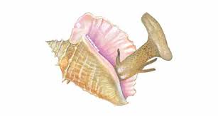 Known as snail of the sea, conch is delicious in stews like portuguese cataplana. Conch