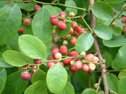 Image result for Phyllanthus retinervis