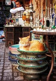 Cat At Marketplace In Rabat Morocco Maroc Marrakech Le Caire