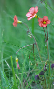 Image result for Oxalis semiloba