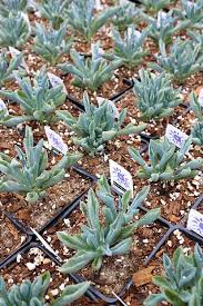 Image result for Senecio propior