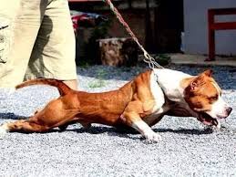 Efsane Pitbull Sila 1 Ayliktan 5 Ayliga Hd Youtube