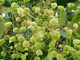 Image result for Tectona