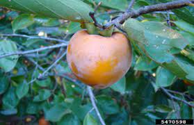 Maybe you would like to learn more about one of these? The Fruit Of The Gods From An Indiana Tree Purdue Extension Forestry Natural Resources