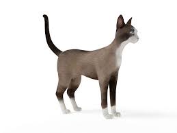 Brown And White Cat 3d Model White Cat Cats 3d Model