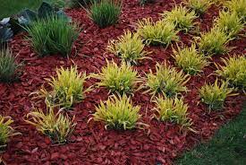 When it's spread tightly over a smooth soil surface, black plastic transmits the sun's heat to the soil beneath, creating a microclimate about three degrees warmer than an unmulched garden. Dyed Mulch Vs Regular Mulch Using Colored Mulch In Gardens