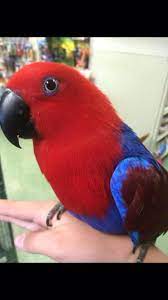 Maybe you would like to learn more about one of these? Family Pet Center Home Facebook