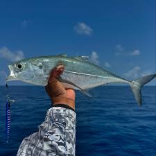 Image result for Cordyla