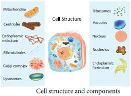 Learn about the size and function of plant and animal cells for gcse below the basic structure is shown in the same animal cell, on the left viewed with the light. Plant And Animal Cell Structure And Its Types