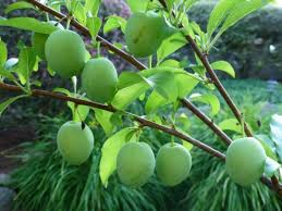 Browse a wide selection of fruit & berry seeds and plants for your home garden at burpee. Plant A Fruit Salad Four Different Fruits Growing On The Same Tree Dengarden