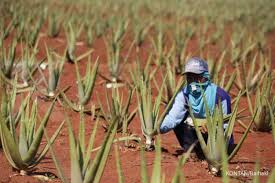 Lidah buaya atau aloe vera adalah tanaman dari mediterania yang mengandung banyak sekali nutrisi di dalamnya. 8 Manfaat Lidah Buaya Untuk Wajah Obati Jerawat Dan Memperlambat Penuaan
