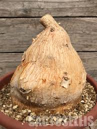 Image result for Cyphia